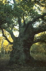 Oak in Sherwood Forest